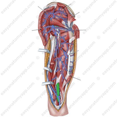 Popliteal vein (v. poplitea) – with the arteries of the same name